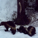 The newly spotted wolverine family.